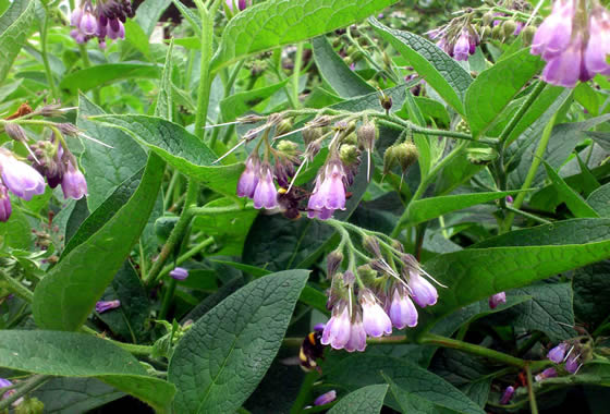 Bumble Bees Enjoying a Comfrey Plant